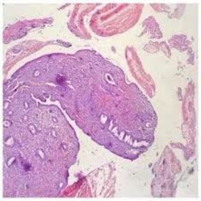 Timeline: Principales descubrimientos y aportaciones en el área de Histología y sus personajes involucrados. Valeria Prieto Espino Grupo:242 UA: Histologia