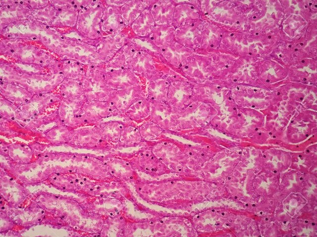 Se da a conocer el nombre de la Histología