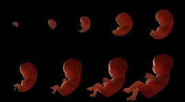 Timeline: Embriología del sistema respiratorio