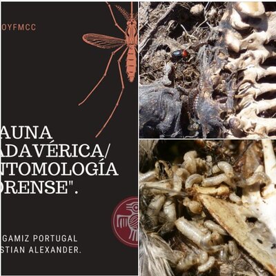 Timeline: Sucesión entomológica