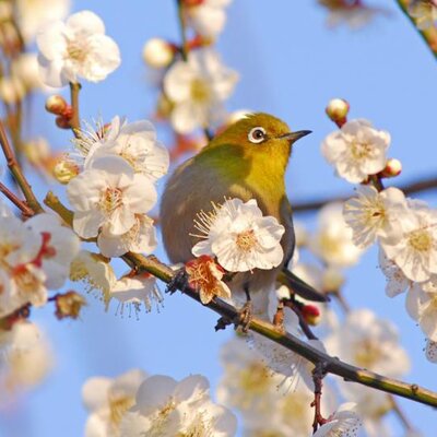 Timeline: Fundamentos de la Cultura Ambiental