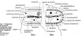 Componentes de bacterias virulentas