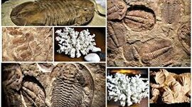 Timeline: El tiempo geologico