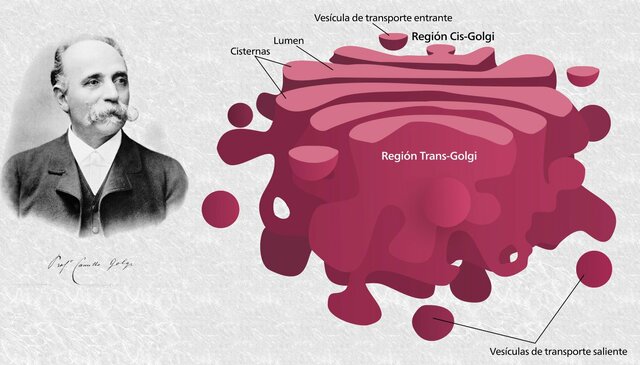 Descubrimiento del Aparato de Golgi. T por el médico y citólogo italiano Camillo Golgi