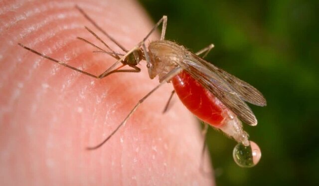 DESCUBRIMIENTO DEL CICLO DE VIDA DEL PARASITO DE LA MALARIA