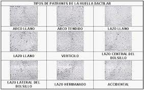 Tipos de huellas dactilares.