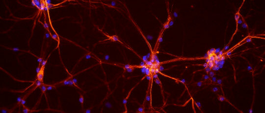 Organización de la conducta