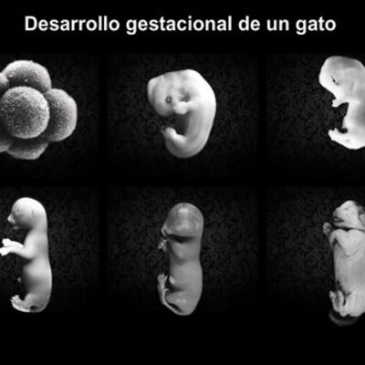 Timeline: DESARROLLO EMBRIONARIO DE LOS FELINOS