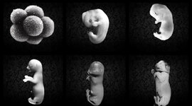 Timeline: DESARROLLO EMBRIONARIO DE LOS FELINOS