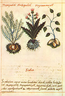 Creación del opúsculo sobre las hierbas medicinales utilizadas por los antiguos mexicanos.