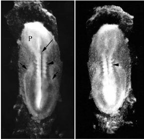 DESARROLLO EMBRIONARIO RAPIDO