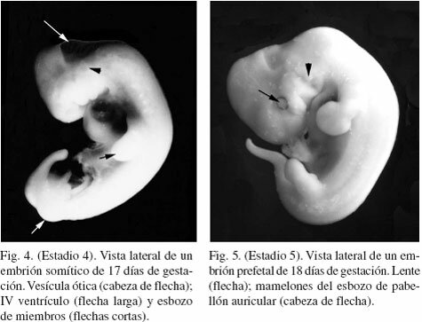 PROCESO EMBRIONARIO-FASE 2