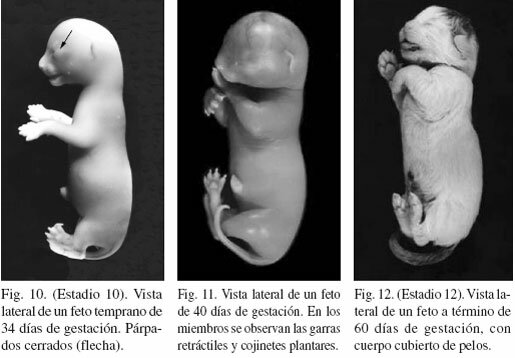 PROCESO EMBRIONARIO- FASE 4