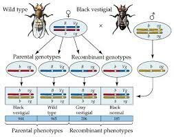 mapa de genes ligados