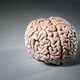 Brain