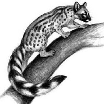 Timeline: EVOLUCION CANINOS Y FELINOS