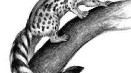 Timeline: EVOLUCION CANINOS Y FELINOS