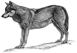 CANIS LUPUS.