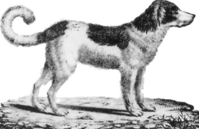 CANIS FAMILIARIS PALUSTRIS.