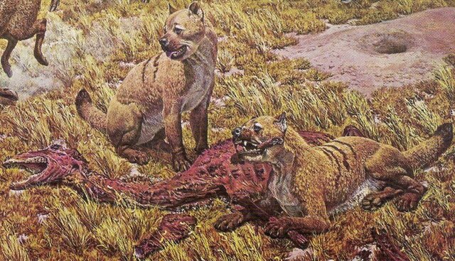 2,5 millones de años. Borophagus.