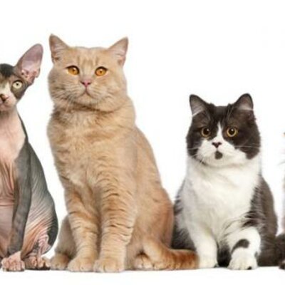 Timeline: Evolución del gato