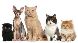 Timeline: Evolución del gato