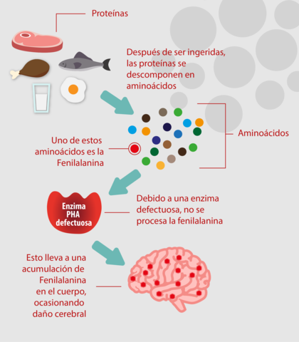 La mutación de la hidroxilasa de fenilalanina