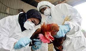 Aparicion de la gripe aviar