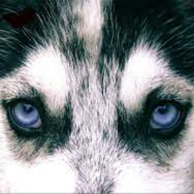 Timeline: Los ojos del perro siberiano
