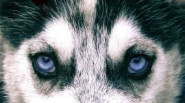 Timeline: Los ojos del perro siberiano