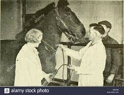 Anticuerpos de caballo