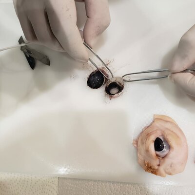 Timeline: DESAROLLO CRONOLOGICO DE LAS ESTRUCTURAS OCULARES  DURANTE EL PERIODO DE EMBRIOGENESIS