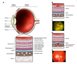 SEXTA SEMANA DE GESTACION