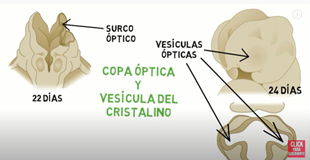 Copa óptica y Vesícula del cristalino (embrión de 22a 24 días)