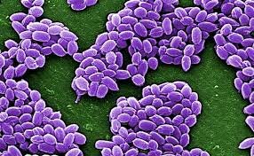 Avance de la microbiología medica