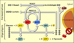inicio de la fermentación
