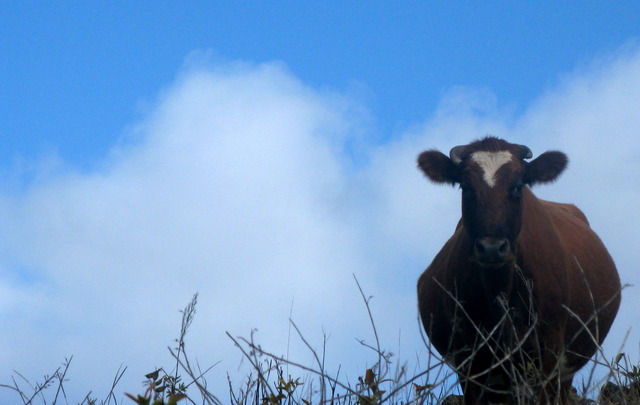 moved to Los Angeles, California