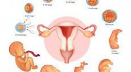 Timeline: Desarrollo embrionario