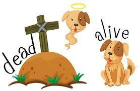 my pet passed away in 2020