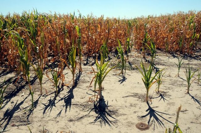 Riot over the shortage of corn