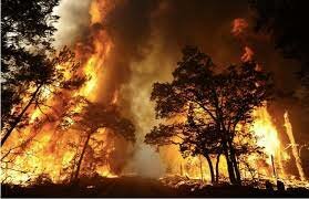 Black Saturday bushfires