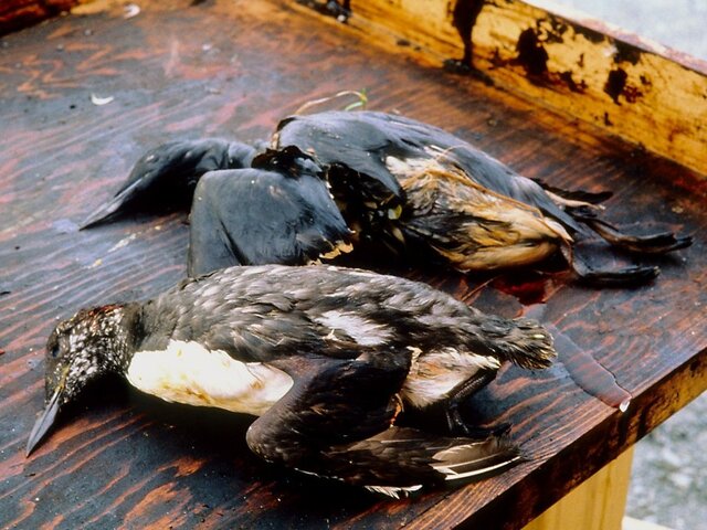 Derrame petrolero de Exxon Valdez