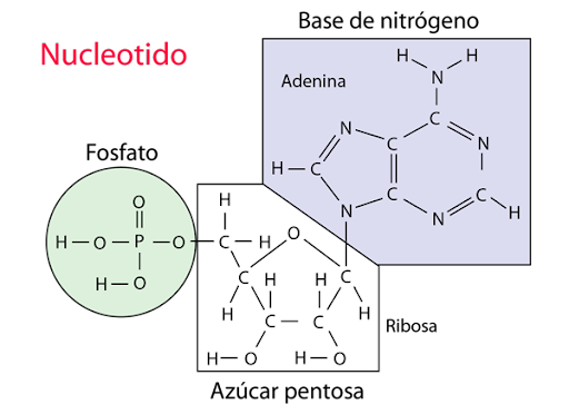 Nucleótidos