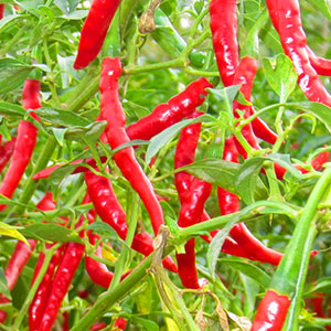 Europa: Cultivo de chiles