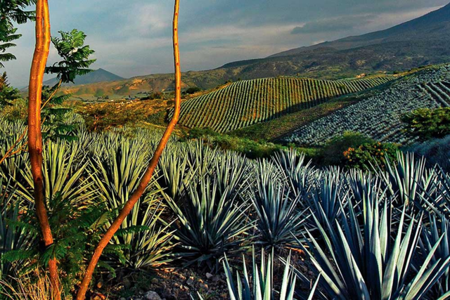 México: El tequila recibió la denominación de origen el 13 de octubre de 1977