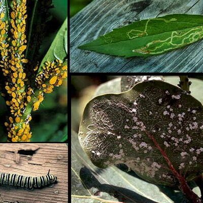 Timeline: LA HISTORIA DE LA FITOPATOLOGÍA