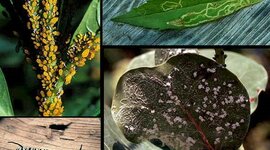 Timeline: LA HISTORIA DE LA FITOPATOLOGÍA