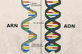Se descubren células de ADN y ARN
