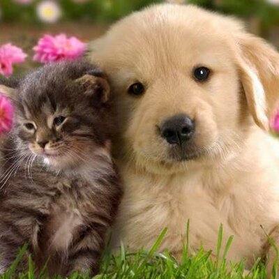 Timeline: La evolución de caninos y felinos