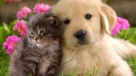 Timeline: La evolución de caninos y felinos